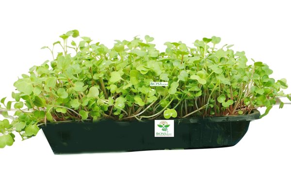 Radish Microgreen Growing Kit by BOSI Leaf Tray